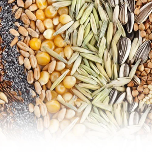 - Κατηγορία Σπόροι